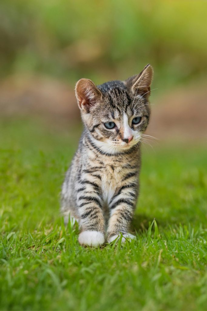 Cute tabby kitten exploring a lush green meadow on a sunny day.